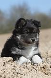 CHIEN FINNOIS DE LAPONIE 026